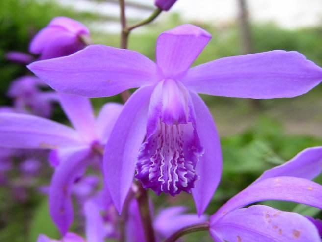 白芨种植条件_中药材白芨种植_致富经种植药材白芨