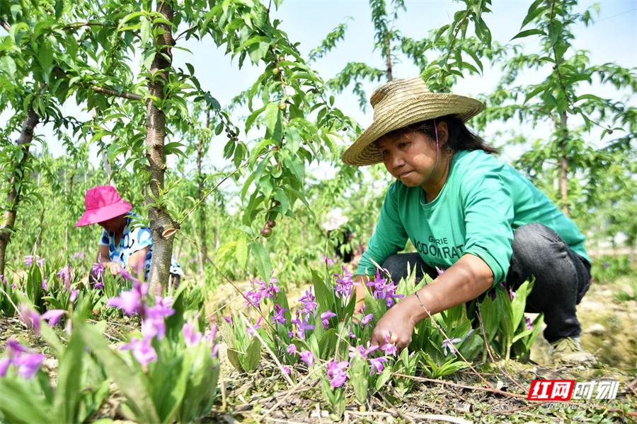 慈利：白芨花成片 致富路上添“芬芳”