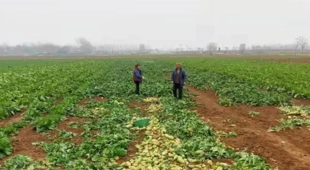 全国种植萝卜致富_2021年萝卜种植前景_萝卜致富种植全国排名第几