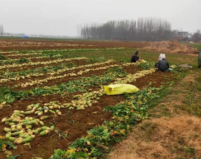 萝卜致富种植全国排名第几_全国种植萝卜致富_2021年萝卜种植前景