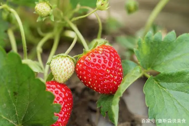 龙须菜的栽培技术_龙须菜如何种植技术_龙须菜设施种植技术