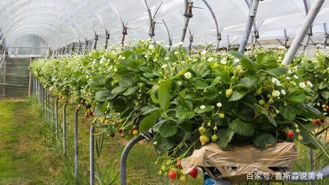 龙须菜设施种植技术_龙须菜的栽培技术_龙须菜如何种植技术