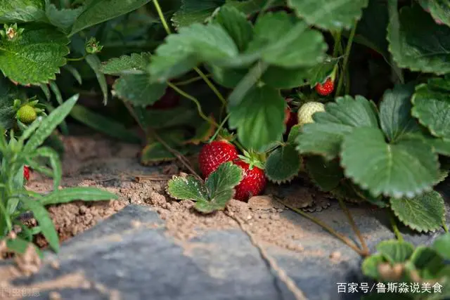 龙须菜设施种植技术_龙须菜如何种植技术_龙须菜的栽培技术