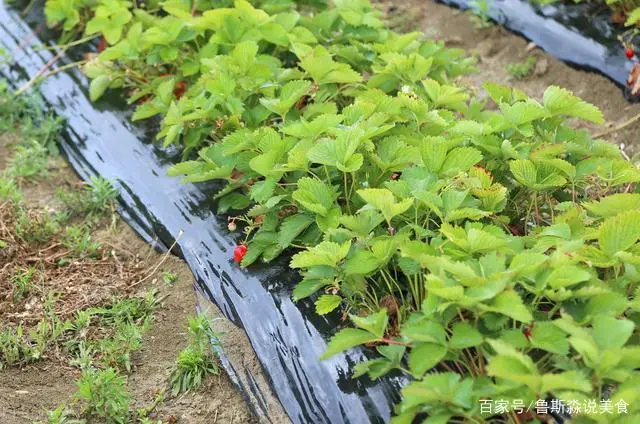 龙须菜设施种植技术_龙须菜如何种植技术_龙须菜的栽培技术