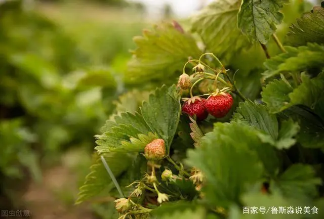 龙须菜的栽培技术_龙须菜设施种植技术_龙须菜如何种植技术