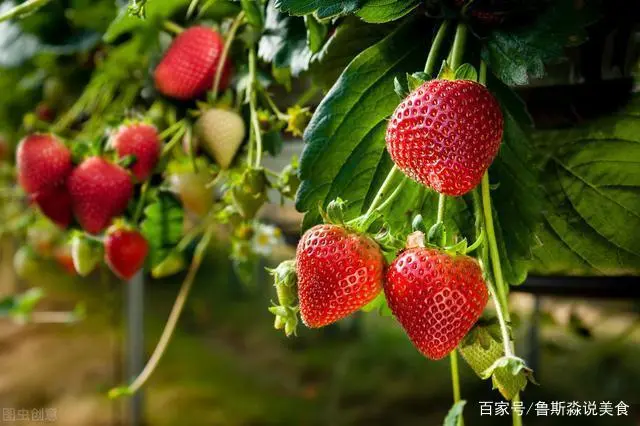 龙须菜如何种植技术_龙须菜的栽培技术_龙须菜设施种植技术