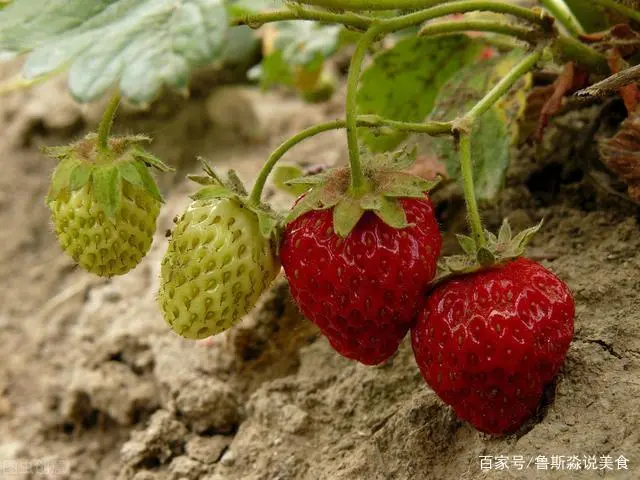 龙须菜的栽培技术_龙须菜如何种植技术_龙须菜设施种植技术