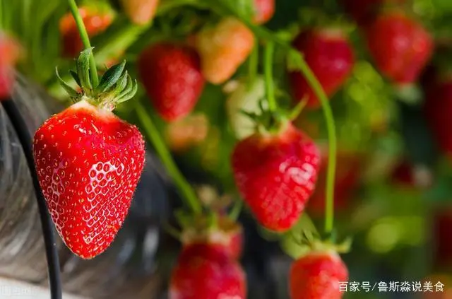 龙须菜如何种植技术_龙须菜的栽培技术_龙须菜设施种植技术