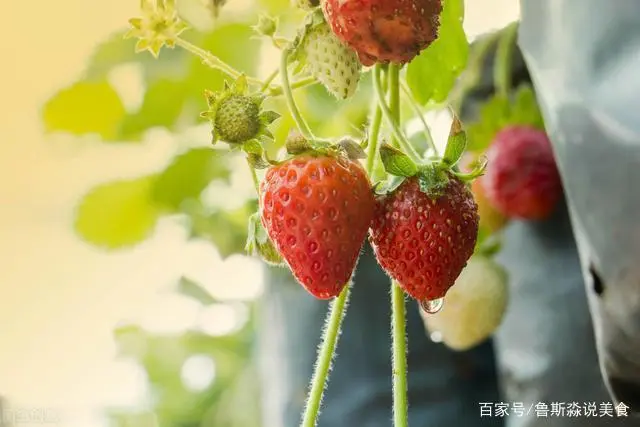 龙须菜的栽培技术_龙须菜设施种植技术_龙须菜如何种植技术