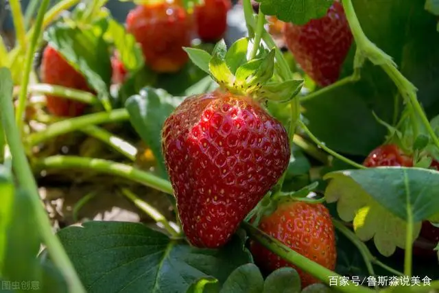 龙须菜的栽培技术_龙须菜设施种植技术_龙须菜如何种植技术