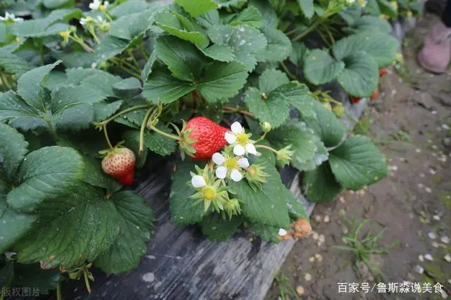 龙须菜如何种植技术_龙须菜设施种植技术_龙须菜的栽培技术