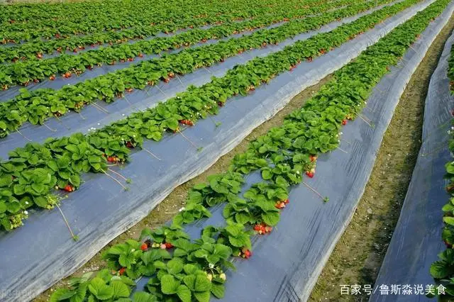 龙须菜的栽培技术_龙须菜设施种植技术_龙须菜如何种植技术