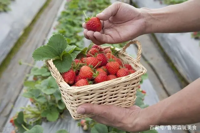 龙须菜设施种植技术_龙须菜如何种植技术_龙须菜的栽培技术