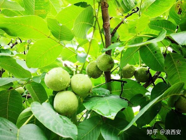 致富枸杞种植方法_种植枸杞 致富_枸杞种植效益