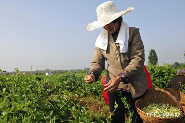 种植枸杞 致富_致富枸杞种植方法_枸杞种植效益