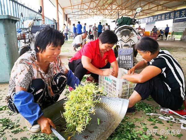 种植枸杞 致富_枸杞种植效益_致富枸杞种植方法