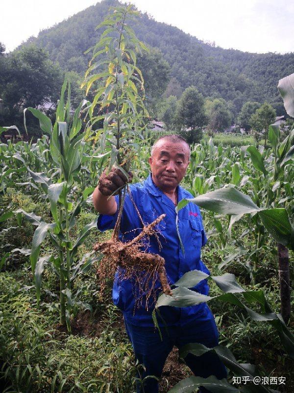 种植枸杞 致富_致富枸杞种植方法_枸杞种植效益