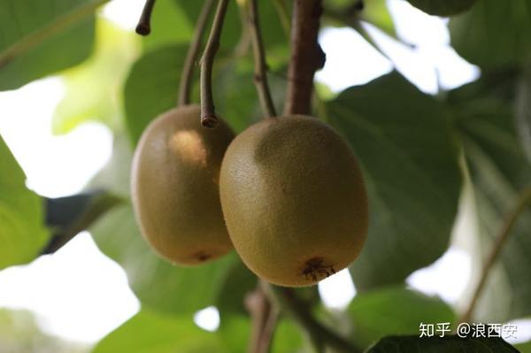 致富枸杞种植方法_枸杞种植效益_种植枸杞 致富