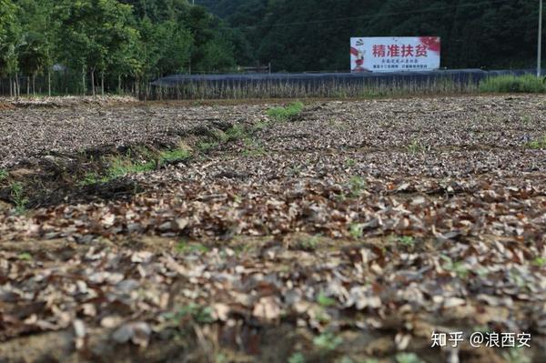 种植枸杞 致富_枸杞种植效益_致富枸杞种植方法