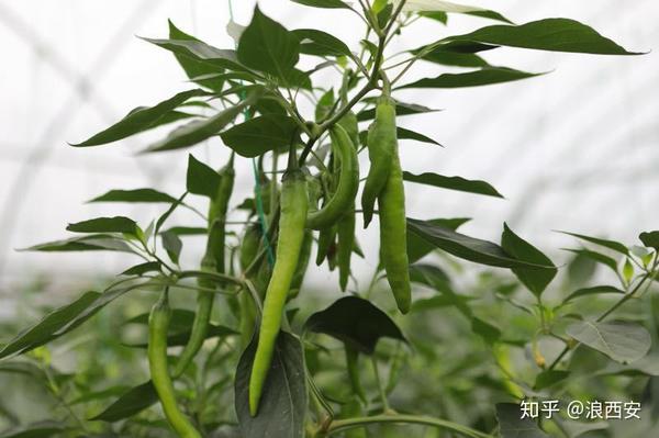 枸杞种植效益_致富枸杞种植方法_种植枸杞 致富