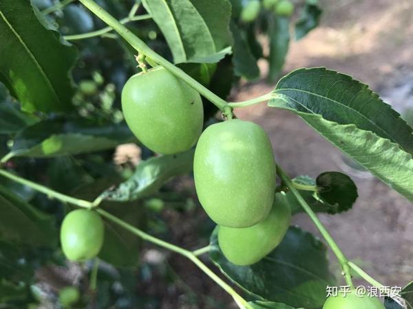 种植枸杞 致富_致富枸杞种植方法_枸杞种植效益