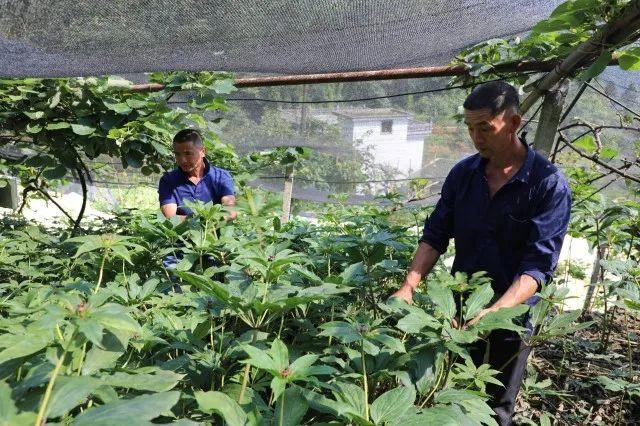 致富经种植药材白芨_中药材种植白芨_致富药材种植白芨怎么样