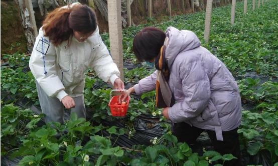 种草莓致富新闻_农民种植草莓致富_致富种植农民草莓文案