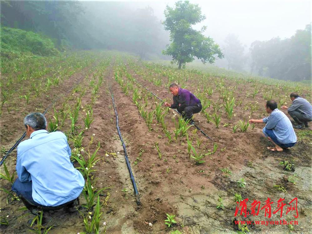 华州：白芨苗铺就湾惠村致富新路子