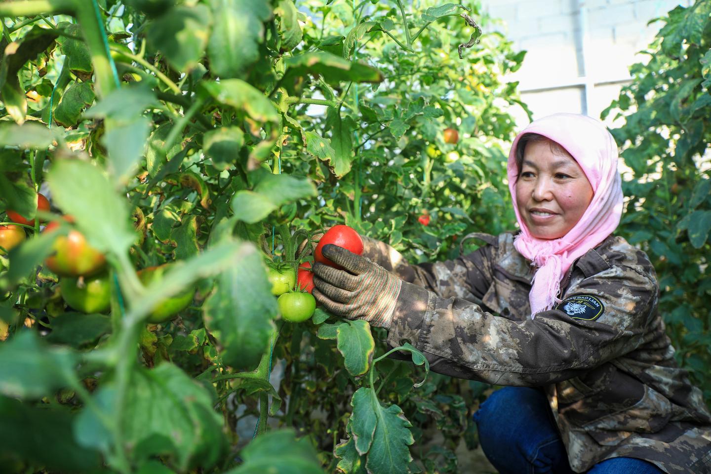 金塔茶叶_金塔菜的作用_金塔种植致富方法