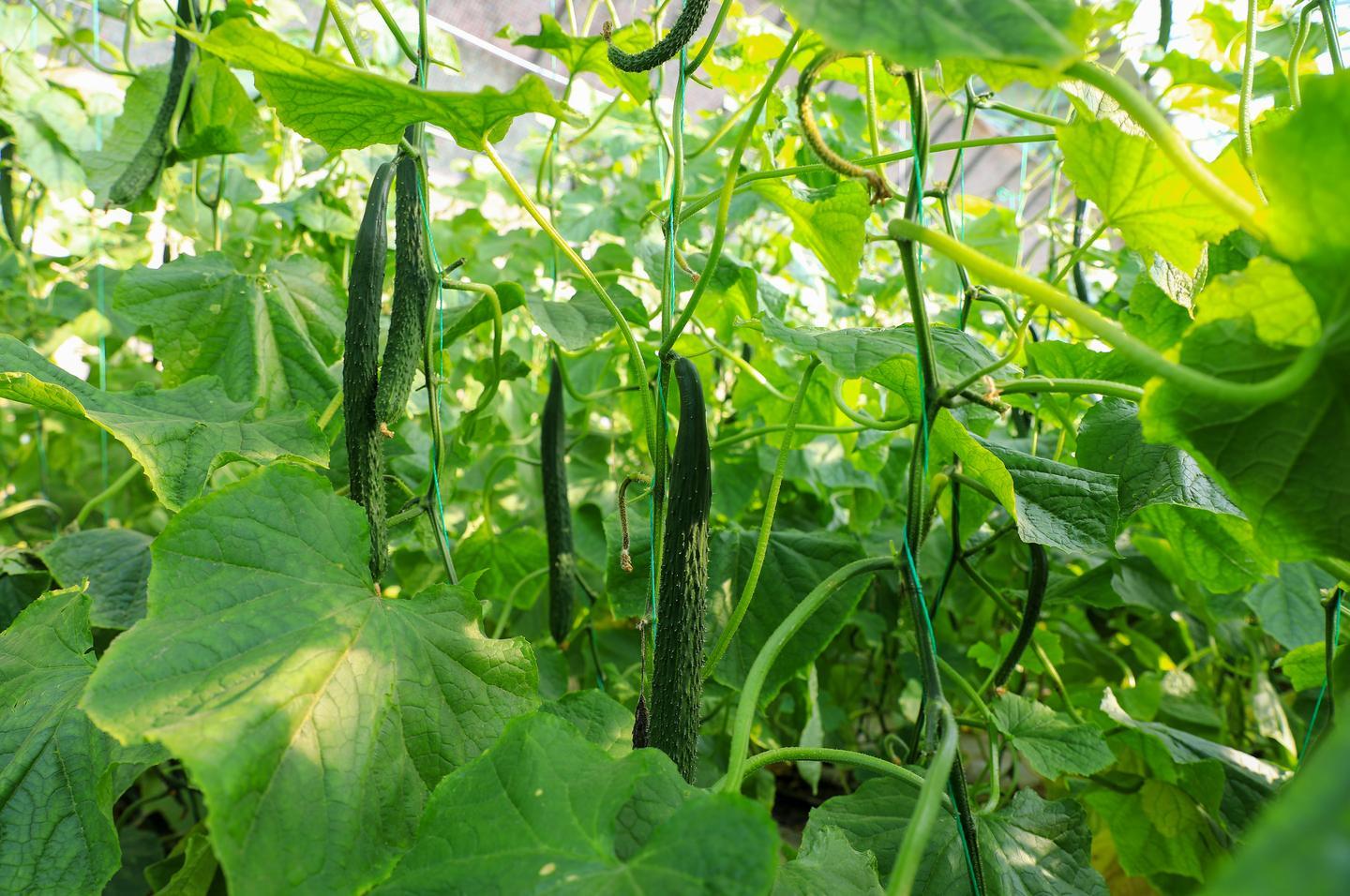 金塔种植致富方法_金塔菜的作用_金塔茶叶