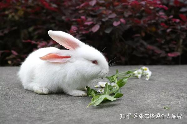 致富经鸭嘴鱼养殖视频_鸭嘴鱼苗养殖技术视频_养殖鸭嘴鱼技术