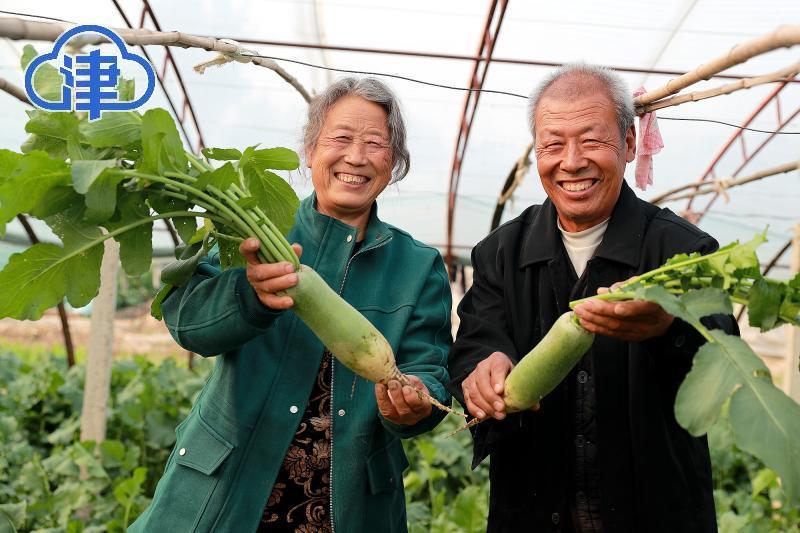 2021年萝卜种植前景_全国种植萝卜致富_萝卜致富种植全国有多少家