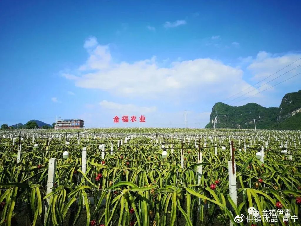 致富种植视频全集_致富果免费种植_种植致富经