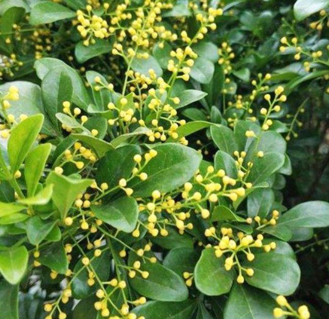 花卉致富种植院子图片大全_院子种植花卉致富_花卉致富种植院子图片