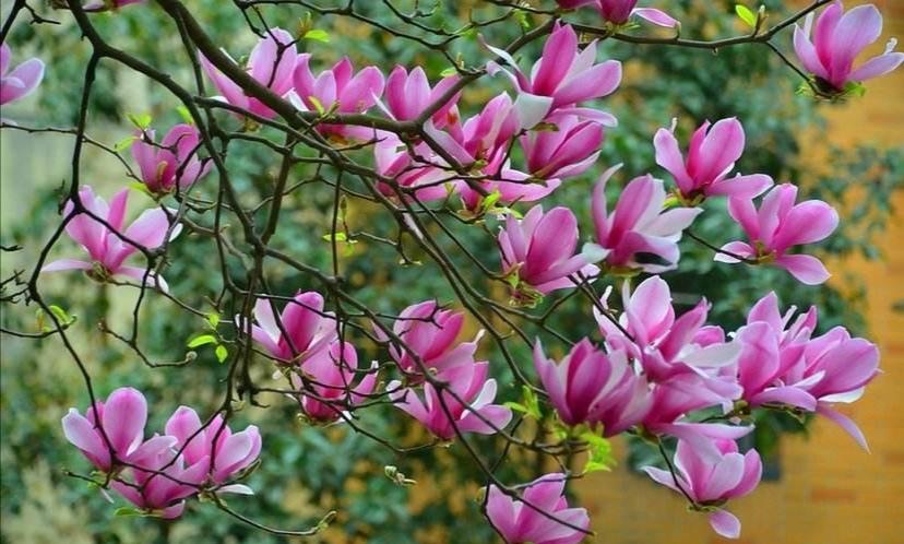 院子种植花卉致富_花草种植园_院内花卉种植