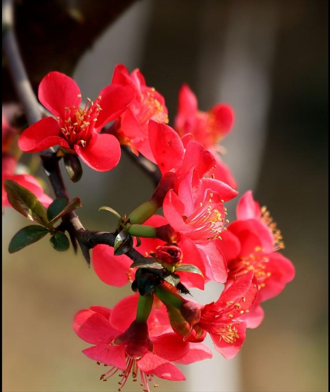 院内花卉种植_院子种植花卉致富_花草种植园