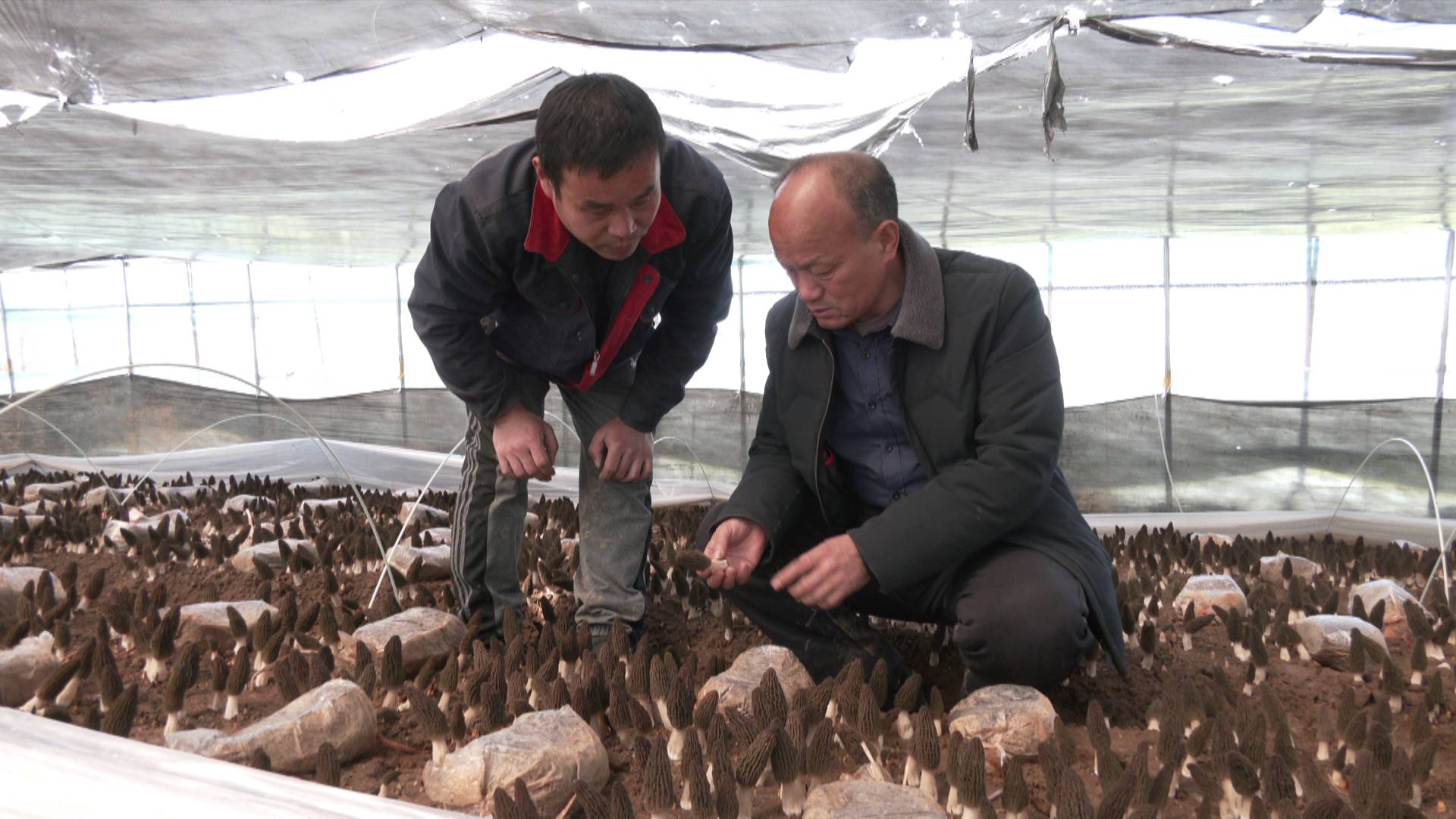 山东农村种植致富好项目_山东搞养殖_山东种植养殖致富