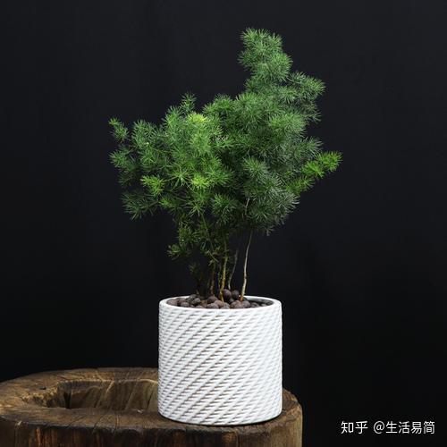 花卉致富种植方法_种植致富的花卉_种花致富经