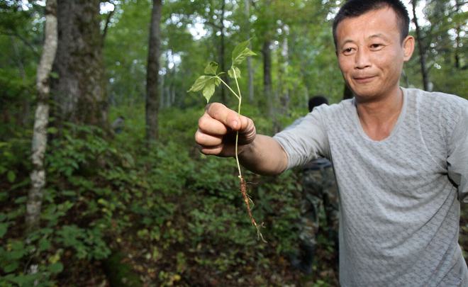 种植山参有营养价值吗_致富种植山参图片大全_山参种植致富