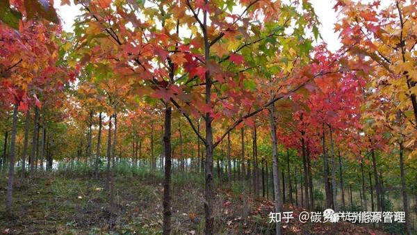 种植侧柏致富_致富种植侧柏树视频_侧柏种植效益