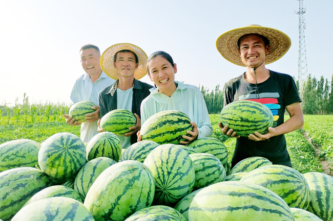 羊角蜜种植技术与利润_种羊角蜜赚钱吗_大棚种植羊角蜜利润