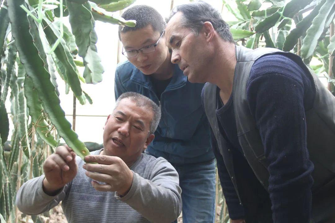 盐碱地长出“致富花”——新疆柯坪人人参与科学种田、特色种养摘掉几十年“穷帽”