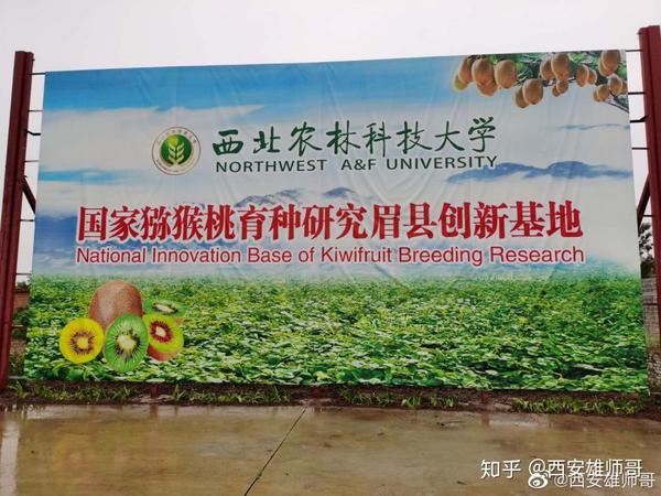 致富种植猕猴桃怎么样_种植猕猴桃致富_种植猕猴桃前景怎么样
