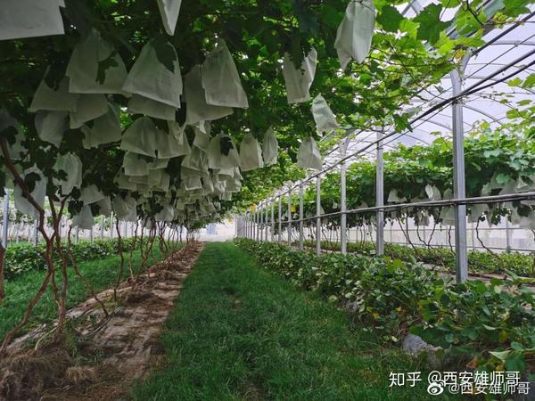 致富种植猕猴桃怎么样_种植猕猴桃前景怎么样_种植猕猴桃致富