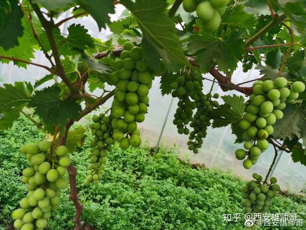 致富种植猕猴桃怎么样_种植猕猴桃前景怎么样_种植猕猴桃致富