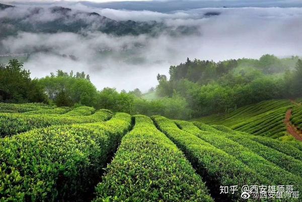 种植猕猴桃前景怎么样_种植猕猴桃致富_致富种植猕猴桃怎么样