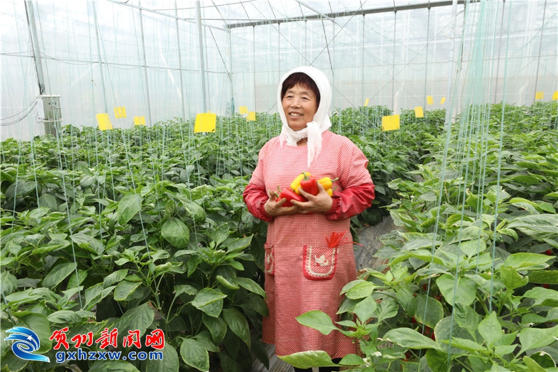 农村土货种植致富_农村种植致富新项目_农民种地致富