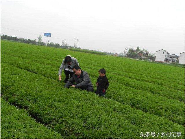 2021年农民种植白术怎么样_2020年种植白术怎么样_白术种植 致富