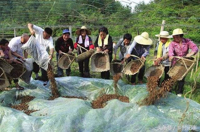 2020年种植白术怎么样_2021年农民种植白术怎么样_白术种植 致富