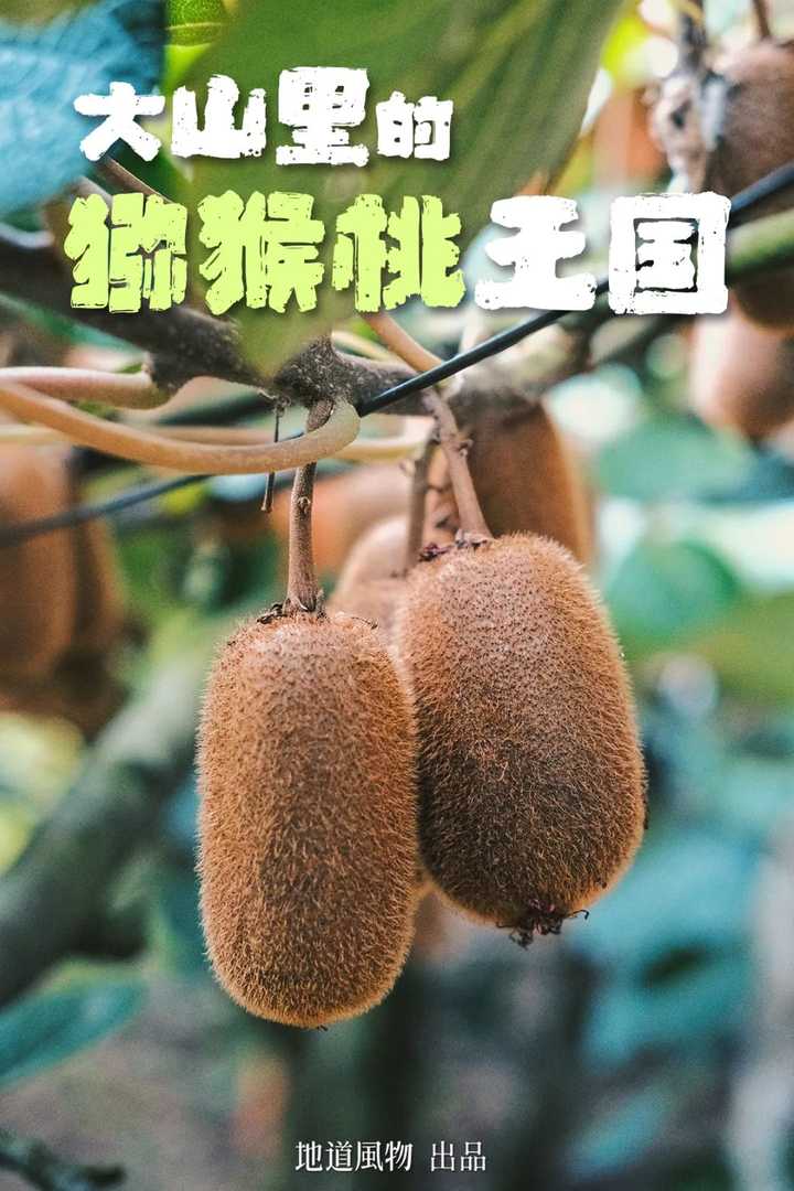 种植猕猴桃前景怎么样_种植猕猴桃致富_致富种植猕猴桃怎么样